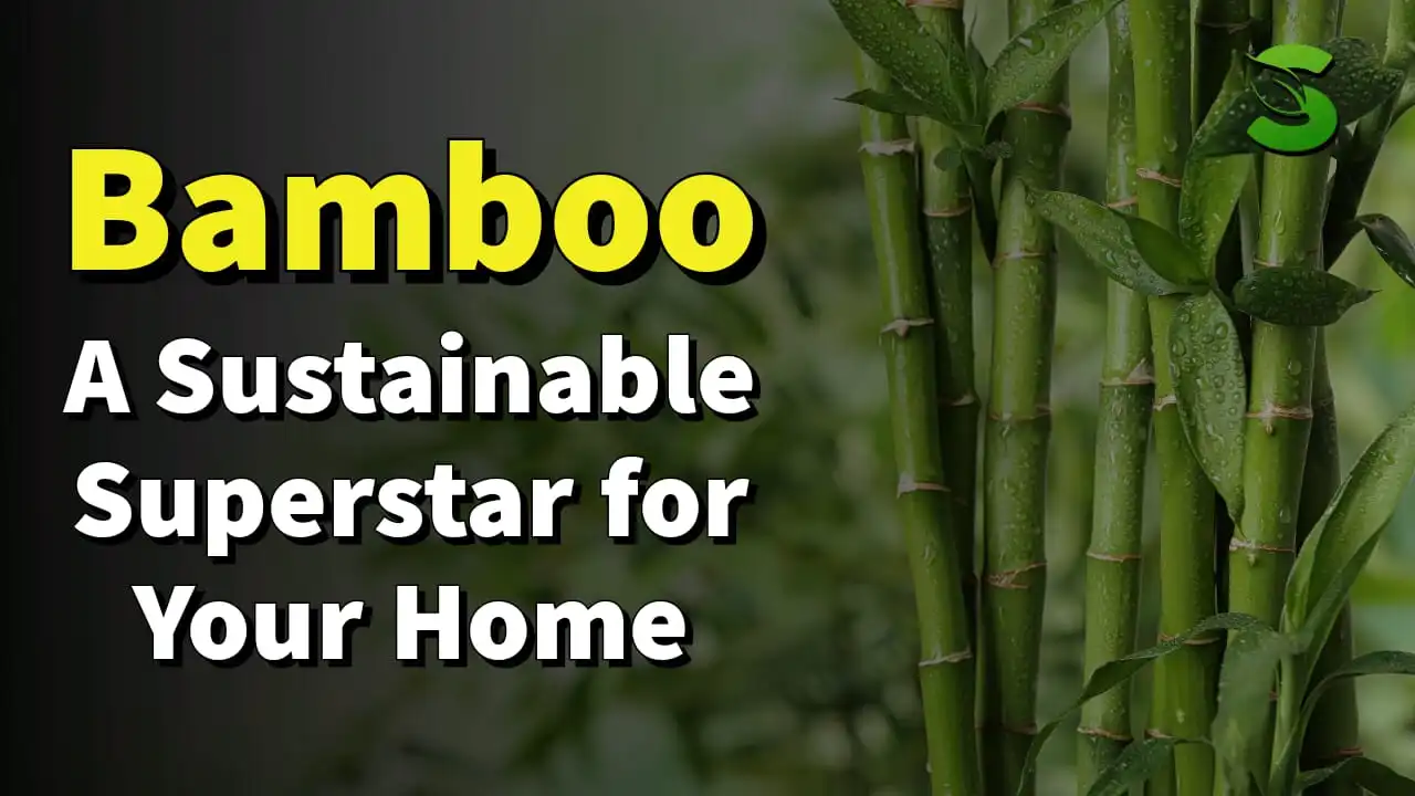 Bamboo A Sustainable Superstar for Your Home