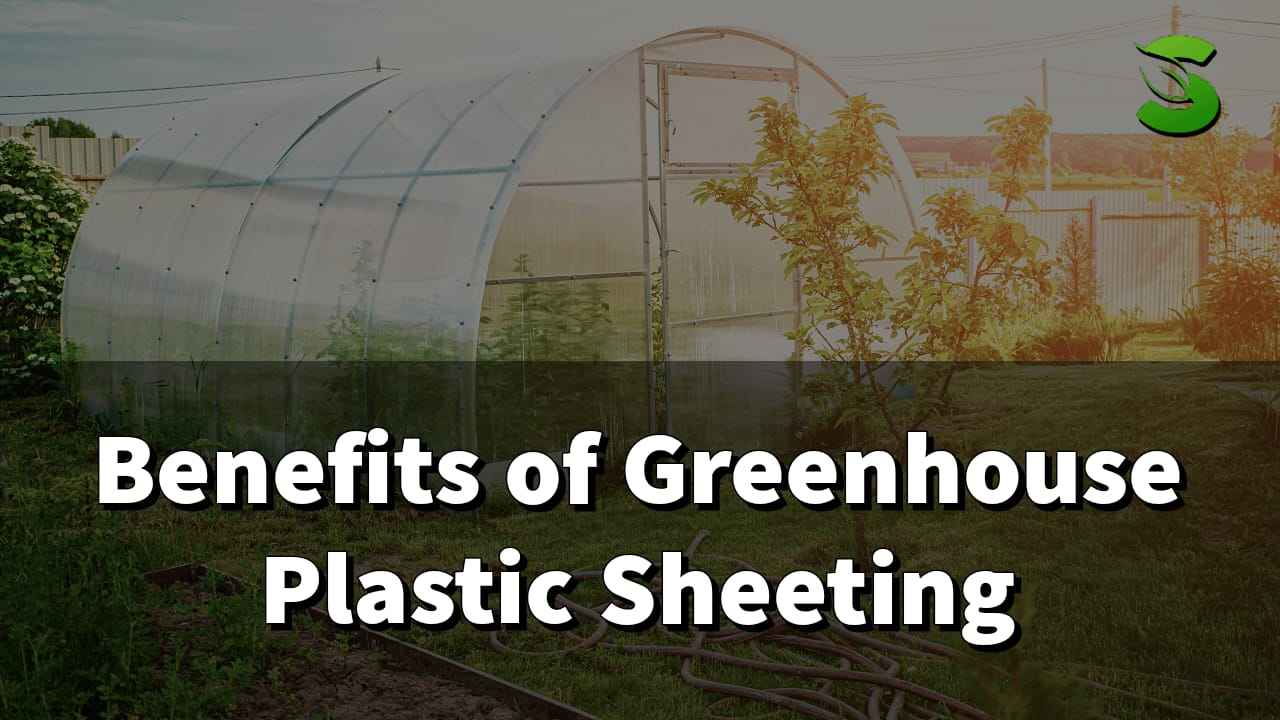 Benefits of Greenhouse Plastic Sheeting