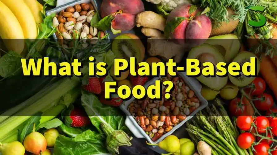 What is Plant-Based Food